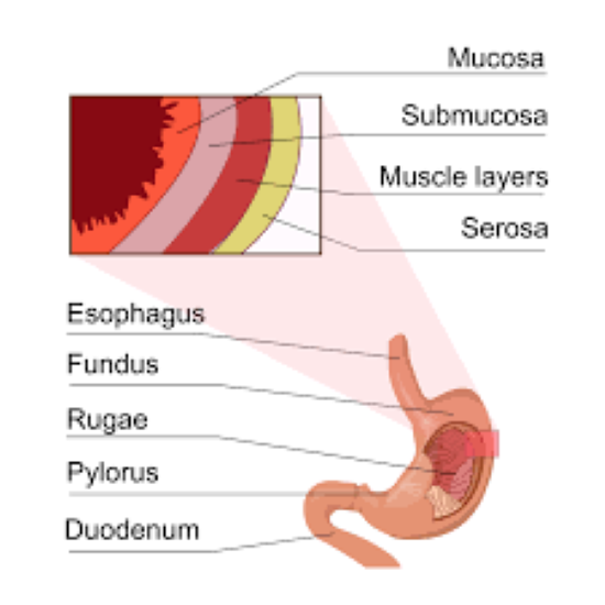 The Inner Serous Membrane That Adheres to the Lungs